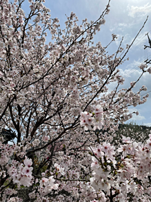 春です🌸の画像(,ピンク,に関連した画像)