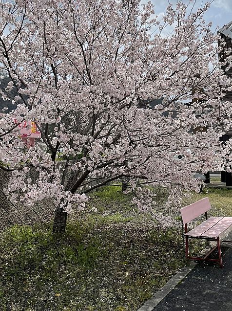 桜とベンチ🌸の画像(プリ画像)