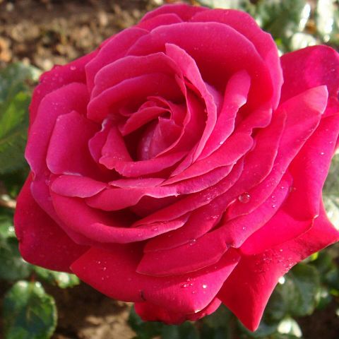 ピンク/バラ/薔薇/花の画像 プリ画像