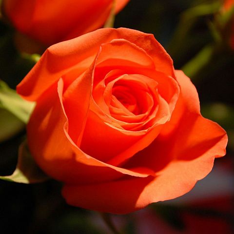 薔薇/バラ/花/オレンジの画像(プリ画像)