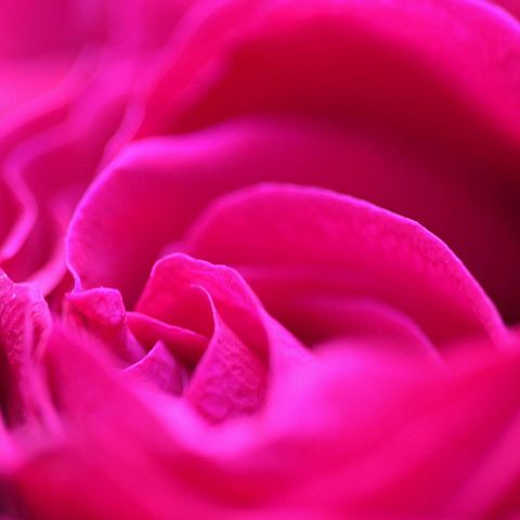 ピンク/花/バラ/薔薇/キレイの画像(プリ画像)