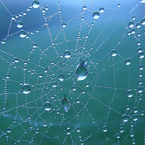 蜘蛛の巣/クモの巣/水滴/キレイの画像(プリ画像)