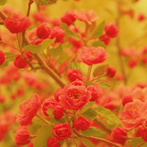 花/ピンク/キレイ/春/赤の画像(プリ画像)