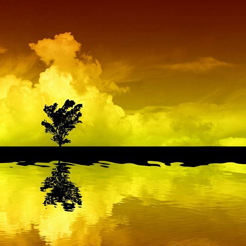 黄色/オレンジ/木/風景/水面の画像(プリ画像)