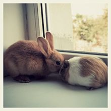 bunny プリ画像