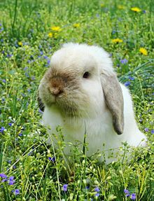 bunny プリ画像
