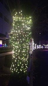 クリスマスツリーの夜景の画像(夜景/眺めるに関連した画像)