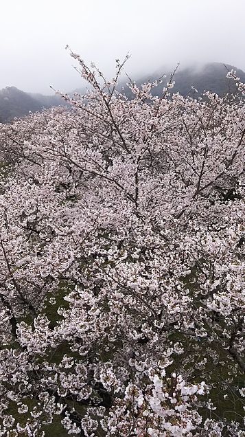 ある場所で桜散策した自分♪の画像(プリ画像)