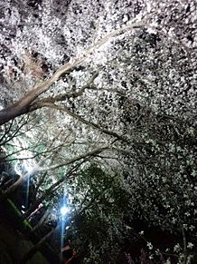 夜桜の画像(茨城県守谷市に関連した画像)