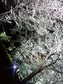 夜桜の画像(茨城県守谷市に関連した画像)