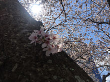 晴れ 茨城県水戸市 桜 日本の花の画像(水戸市に関連した画像)
