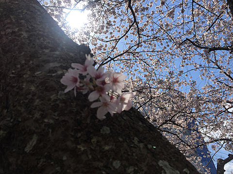 晴れ 茨城県水戸市 桜 日本の花の画像 プリ画像