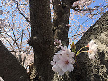 桜 日本の花 茨城県水戸市の画像(茨城に関連した画像)
