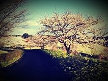 茨城県　芸術の丘　桜の画像(茨城県に関連した画像)