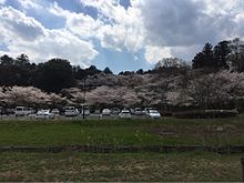 茨城県水戸　桜の画像(茨城に関連した画像)