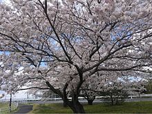 2017年　茨城県水戸市　桜の画像(2017年に関連した画像)