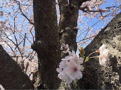 茨城県水戸市　桜　日本の花の画像(プリ画像)