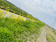 菜の花　農道　茨城県河内町の画像(菜の花に関連した画像)