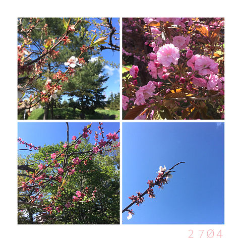 梅と桜(✿︎´ ꒳ ` )の画像(プリ画像)
