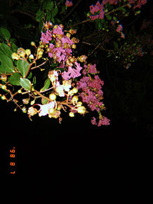  夜 の 花 プリ画像