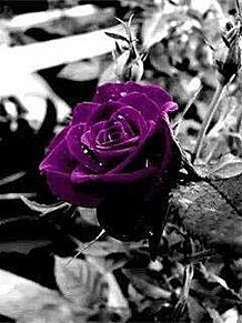 紫 薔 薇の画像(プリ画像)