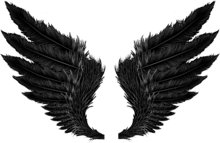 黒い 羽の画像174点 完全無料画像検索のプリ画像 Bygmo
