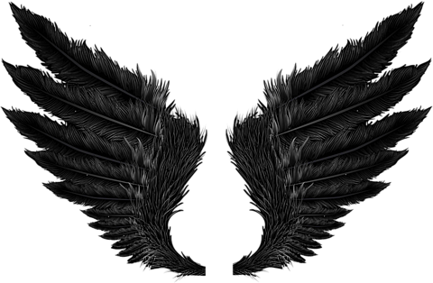 黒い羽 背景透過の画像1点 完全無料画像検索のプリ画像 Bygmo