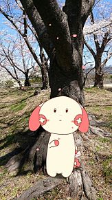今年の桜の画像(プラスルに関連した画像)