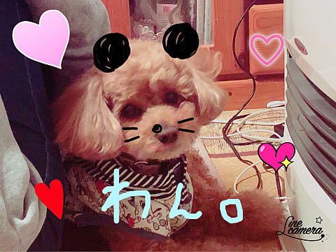 愛犬♡の画像(プリ画像)