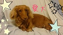 愛犬♡の画像(ミニチュアに関連した画像)