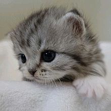 子猫 癒しの画像191点 完全無料画像検索のプリ画像 Bygmo