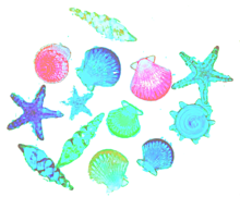 可愛い 貝殻の画像105点 完全無料画像検索のプリ画像 Bygmo