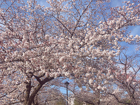 桜の画像(プリ画像)
