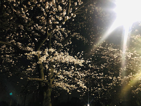 夜桜の画像 プリ画像
