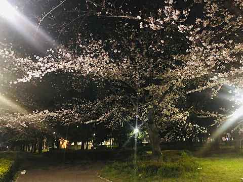 夜桜の画像(プリ画像)