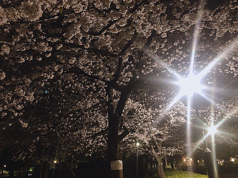 夜桜の画像 プリ画像