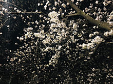 桜 背景 夜の画像194点 2ページ目 完全無料画像検索のプリ画像 Bygmo