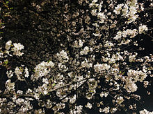夜桜 背景の画像60点 完全無料画像検索のプリ画像 Bygmo
