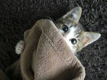 めっちゃ可愛い子猫❤ プリ画像