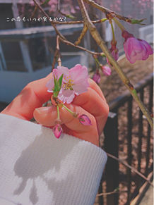 春といえば桜ですよね🌸 春といえば恋ですね💗の画像(恋ですに関連した画像)