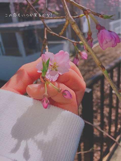 春といえば桜ですよね🌸 春といえば恋ですね💗の画像 プリ画像