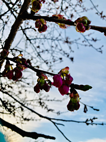 桜　つぼみの画像(つぼに関連した画像)