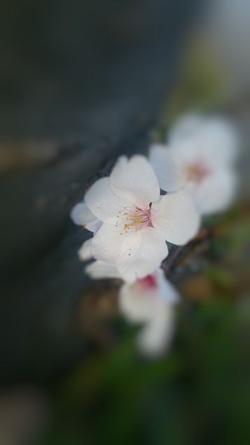 桜の季節や！←終わったよねの画像(プリ画像)