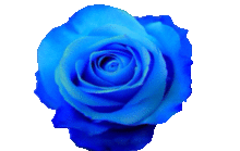 青いバラ 素材の画像1点 完全無料画像検索のプリ画像 Bygmo