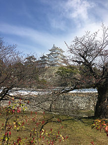 の画像(姫路城 桜に関連した画像)
