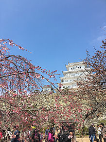 の画像(姫路城 桜に関連した画像)