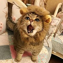 可愛い ライオン 猫の画像10点 完全無料画像検索のプリ画像 Bygmo