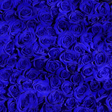バラ 青の画像521点 完全無料画像検索のプリ画像 Bygmo