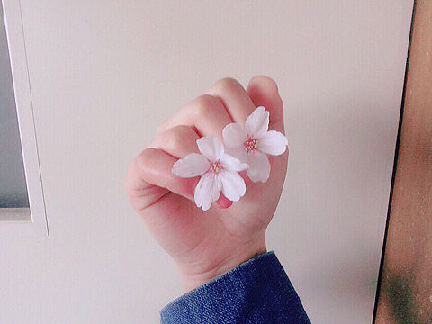 cherry blossomの画像 プリ画像