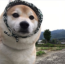 可愛い 犬 面白の画像63点 完全無料画像検索のプリ画像 Bygmo